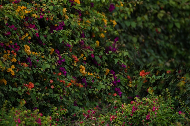 Цветы кусты