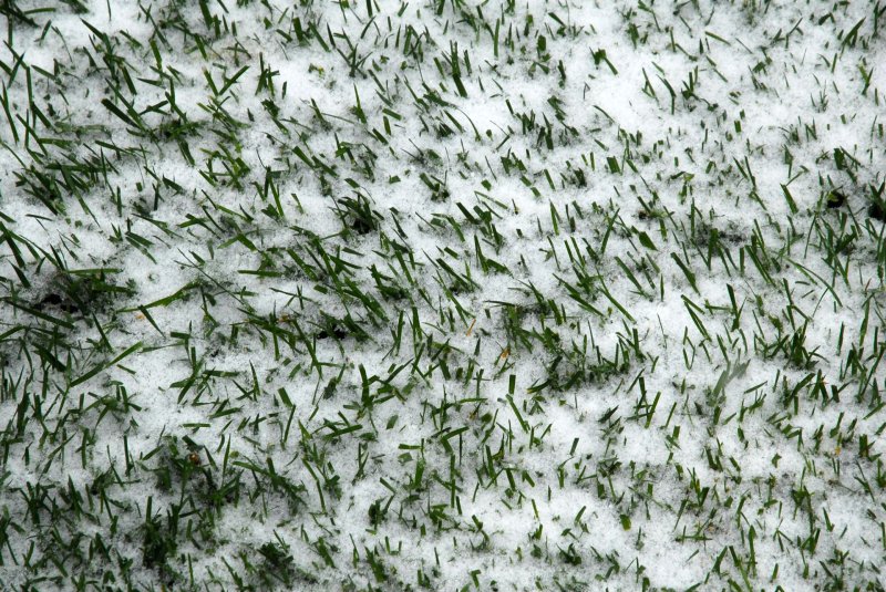 Текстура травы