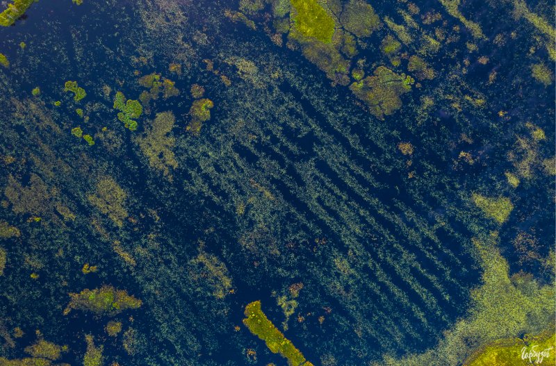 Болота сверху