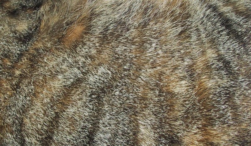 Кошачья шерсть