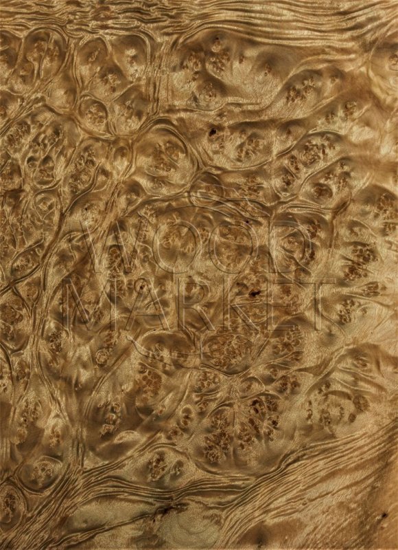 Шпон Имбайя