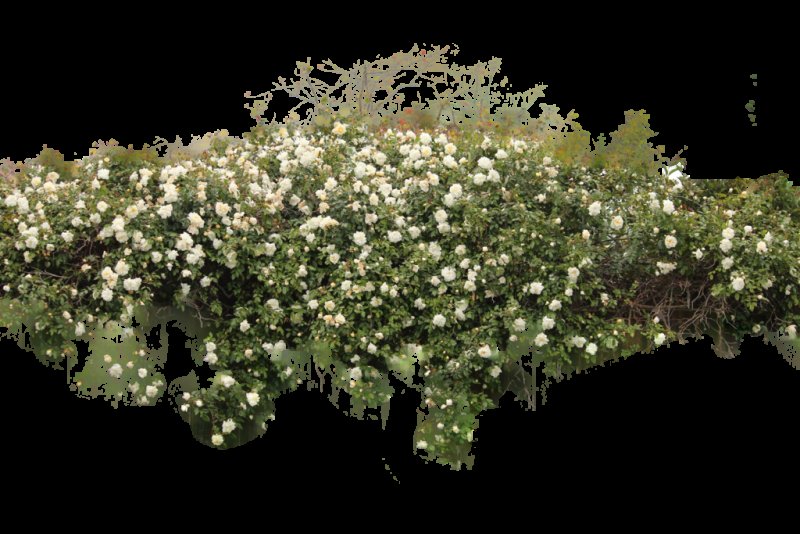 Спирея Имперская