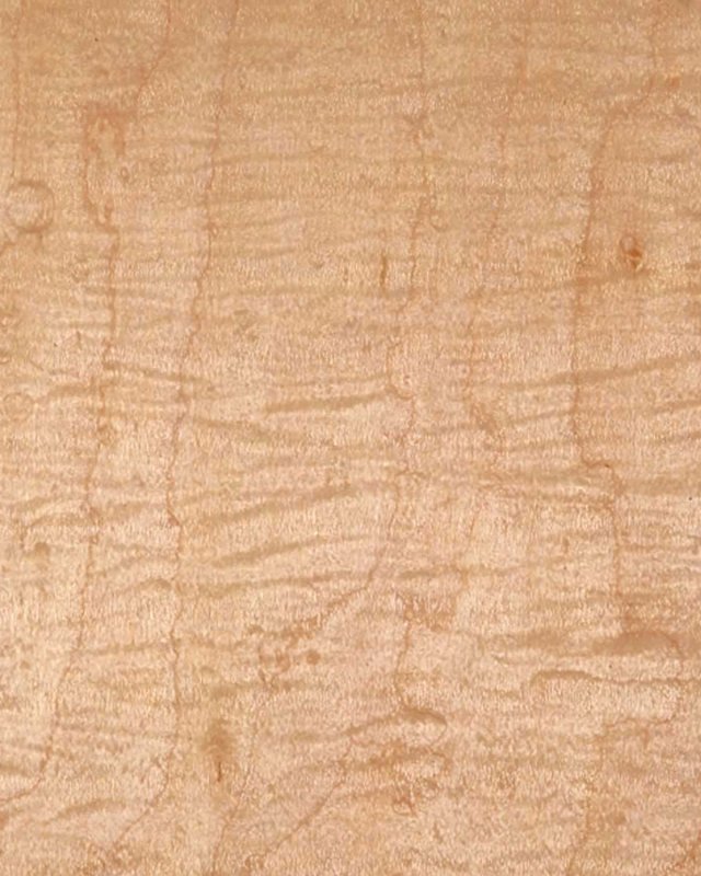 Клен сикамора шпон текстура