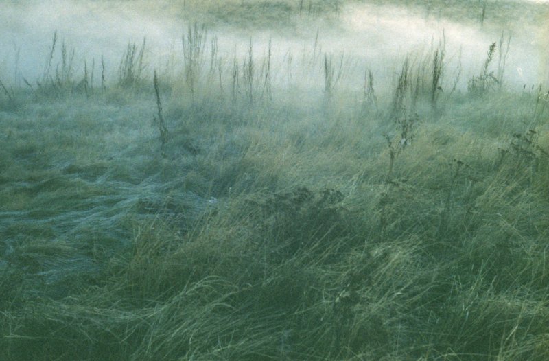 Текстура болота