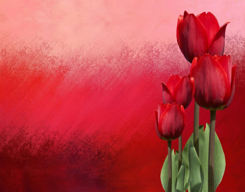 Тюльпаны фон