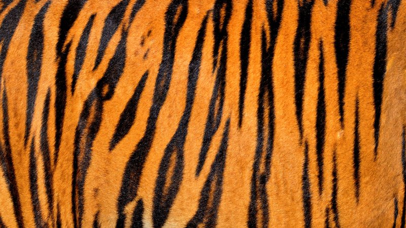 Тигровая окраска