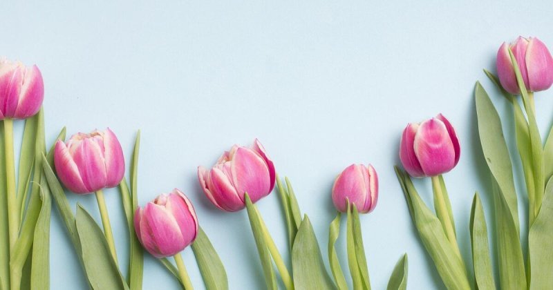 Тюльпаны Пинтерест