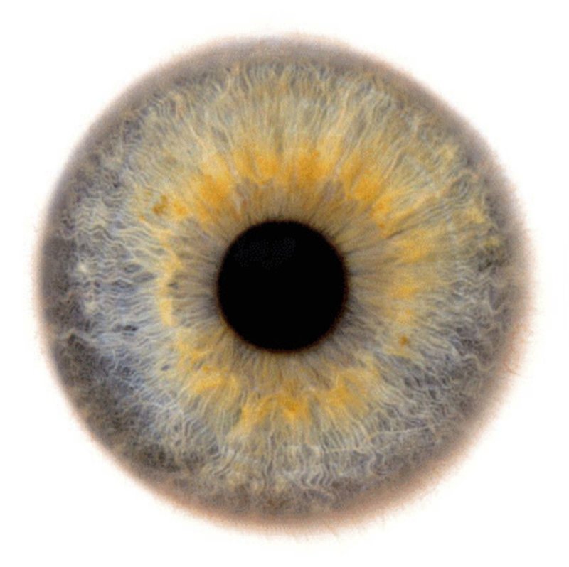 Радужка глаза