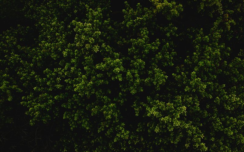 Текстура куста