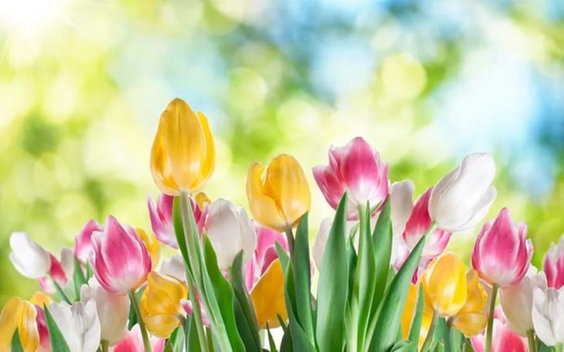 Весна тюльпаны