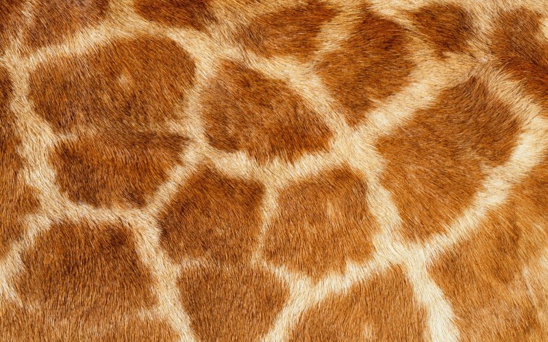 Текстура шкуры животных