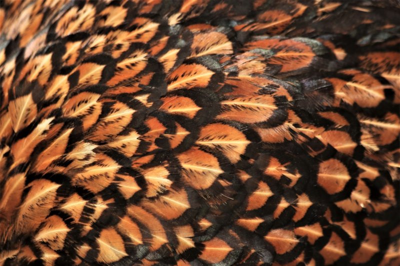 Черные перья