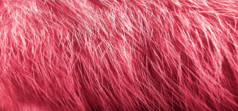 Красный мех