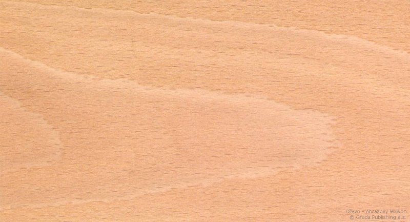 Фактура дерева бук