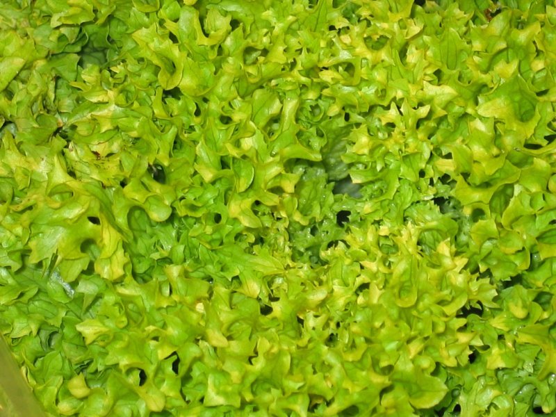 Салат латук листовой