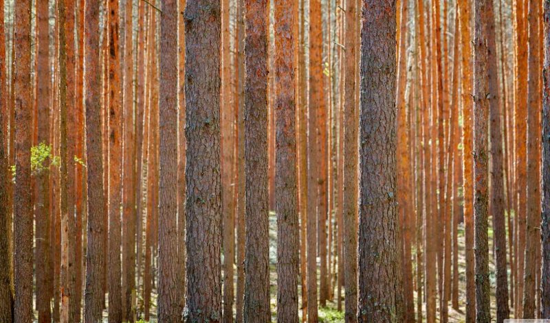 Сосновый лес