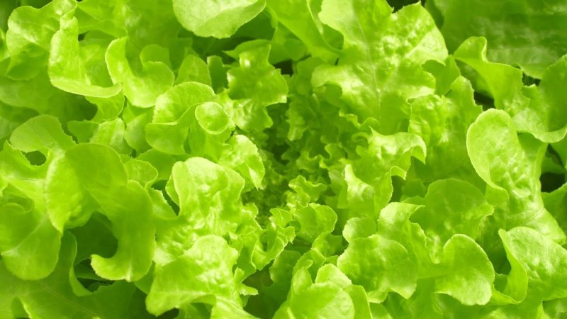 Салат латук Афицион