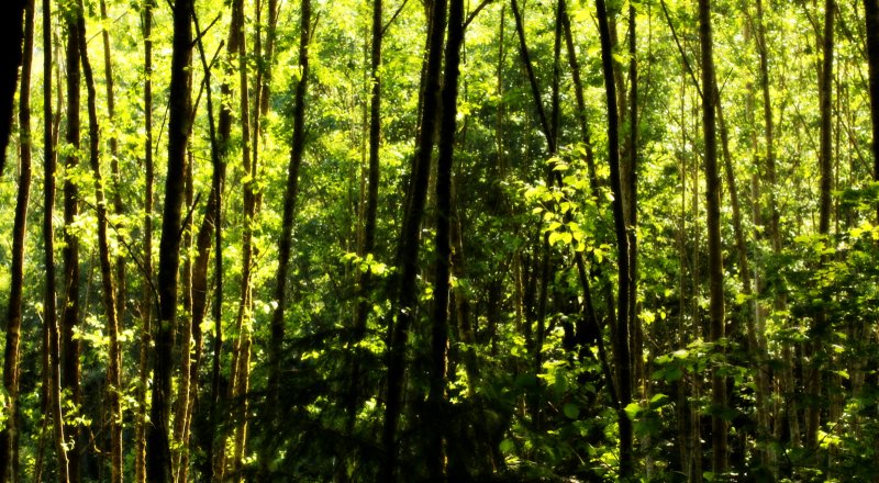 Текстура леса