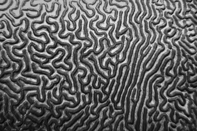 Текстура извилин