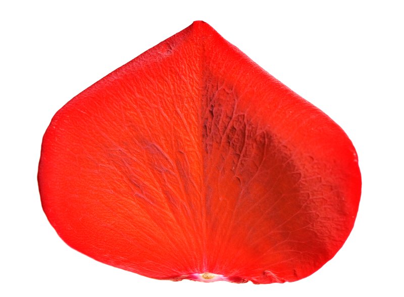 Лепестки роз