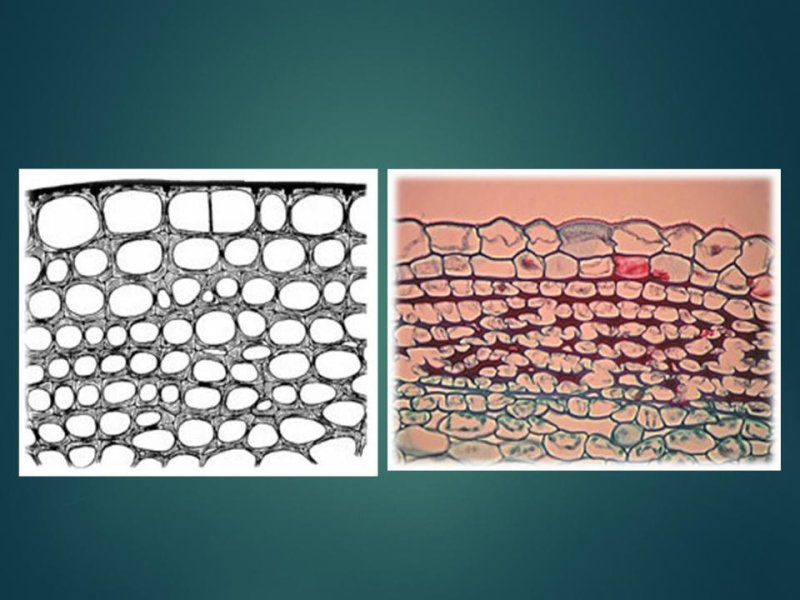 Ламеллярные гранулы