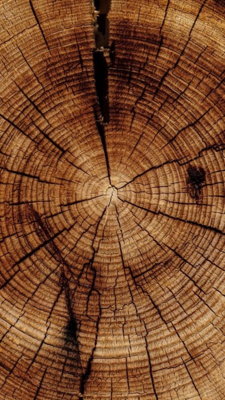 Срез дерева