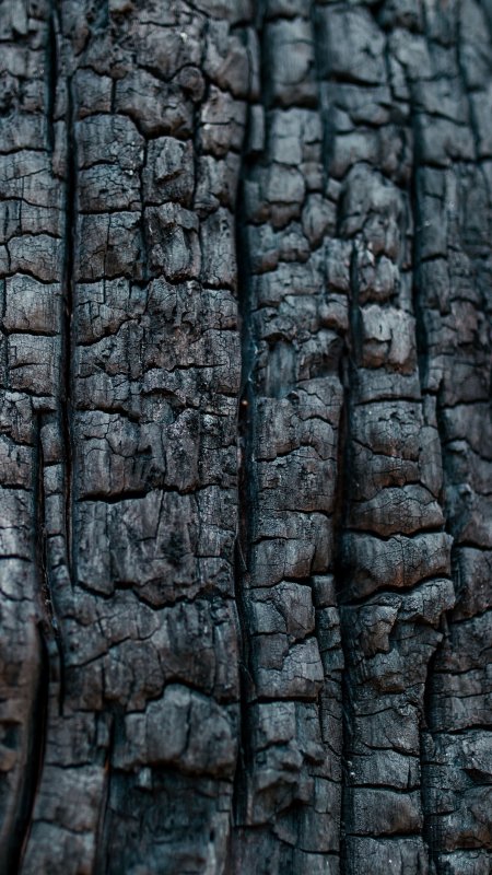 Фактура дерева