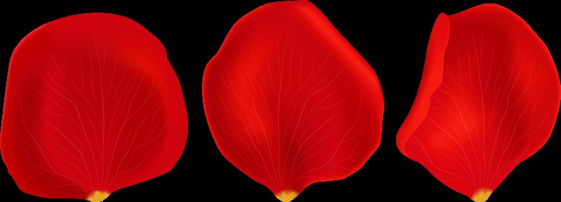 Лепестки на прозрачном фоне