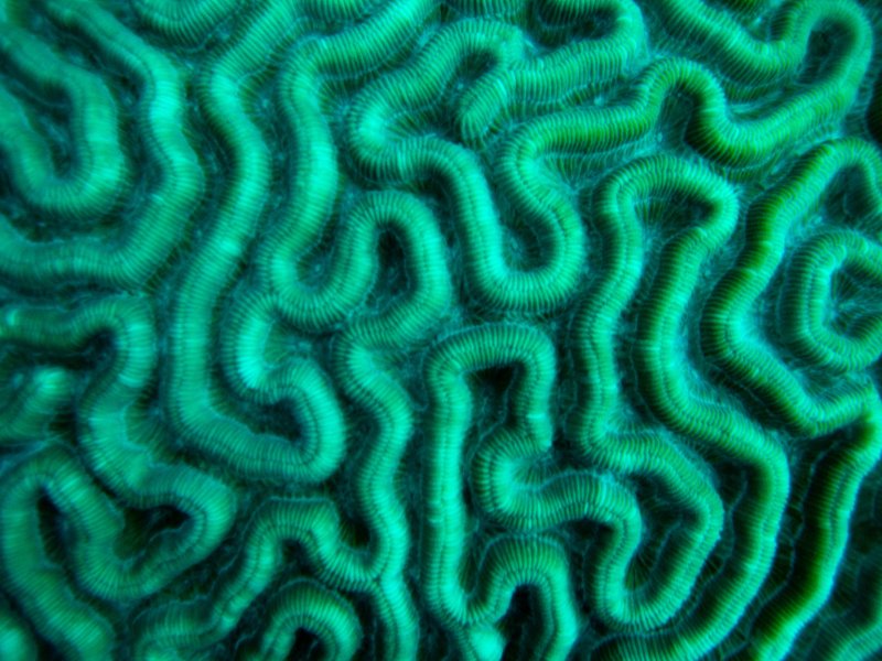 Текстура мозга человека