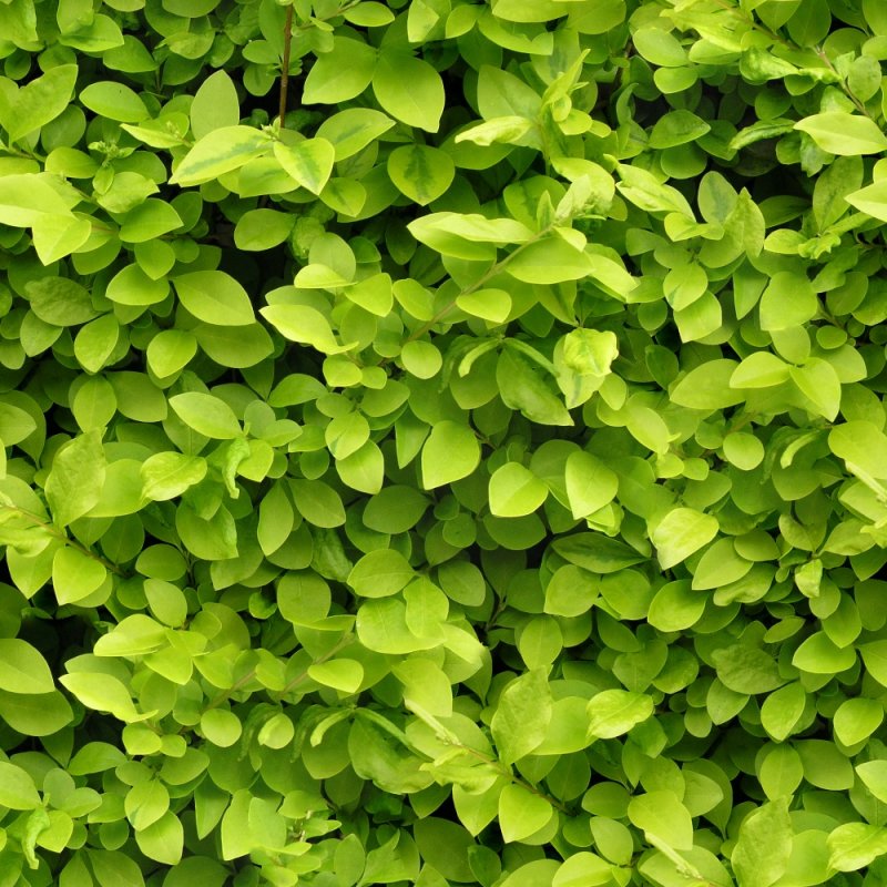 Текстура листвы