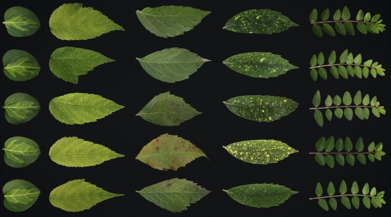 Листья деревьев