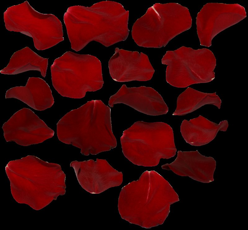 Красный лепесток