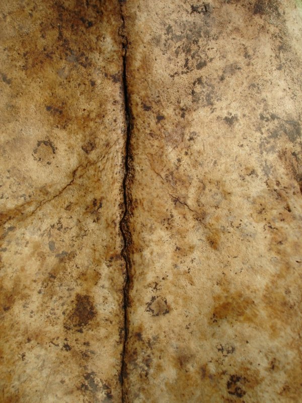 Кость текстура