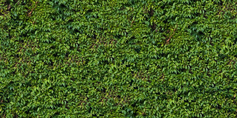 Фитостена самшит