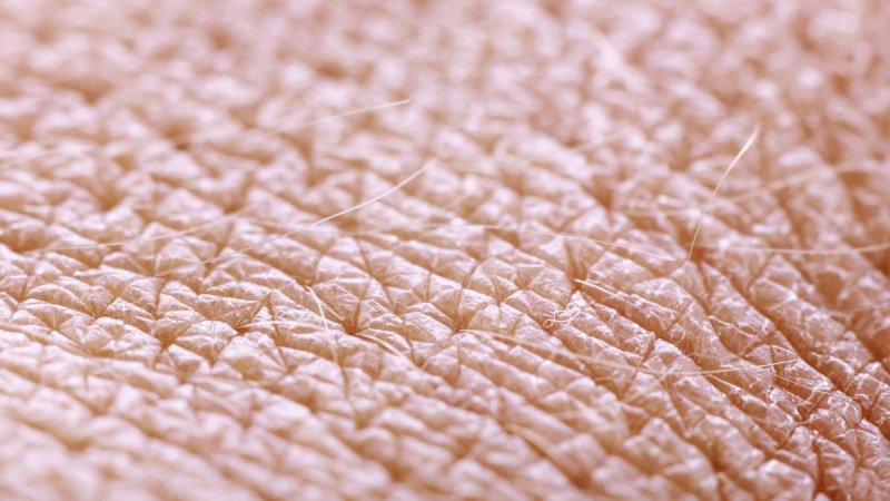 Кожа человека под микроскопом