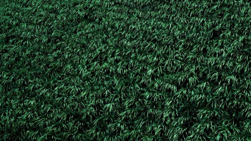 Текстура травы
