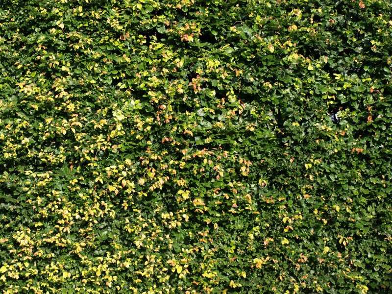 Текстура живой изгороди самшит