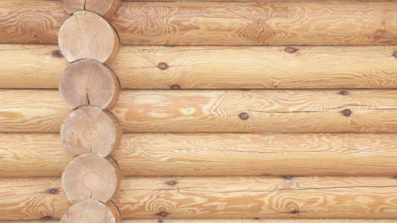 Текстура сруба дерева