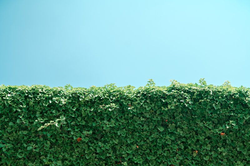 Живая изгородь архикад