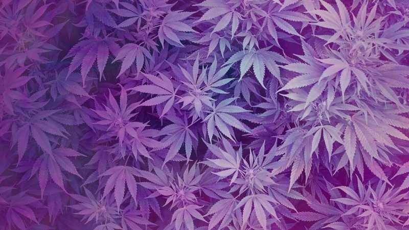 Фиолетовый канабис