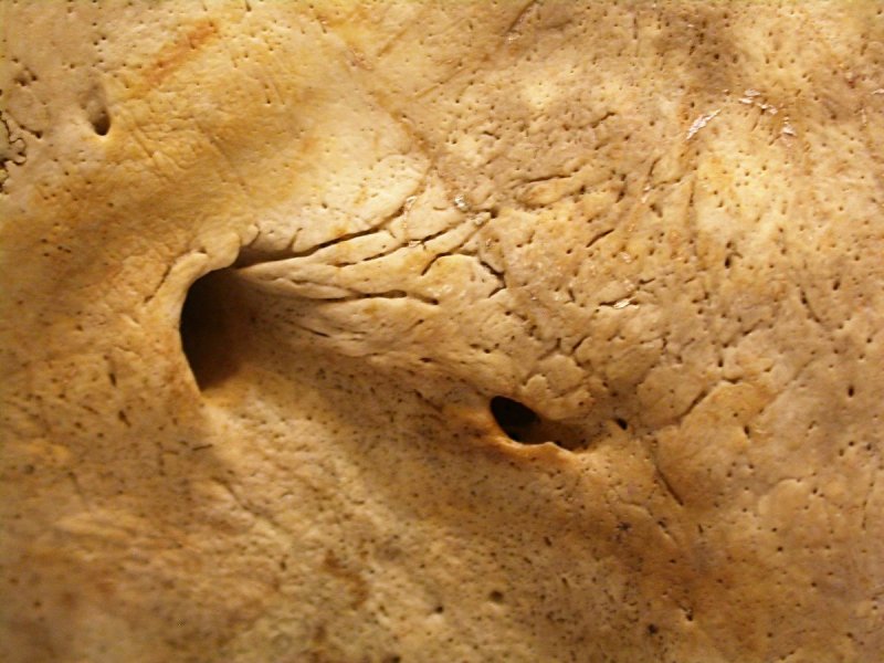 Кость текстура