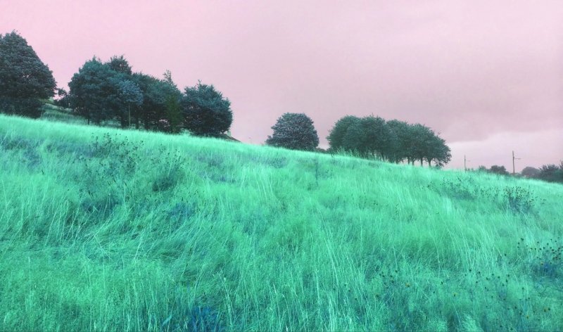 Голубая трава Кентукки