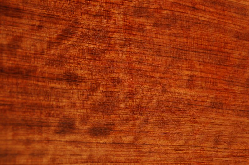 Бубинга дерево