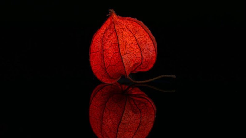 Физалис красный