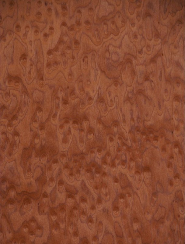 Клен птичий глаз дерево