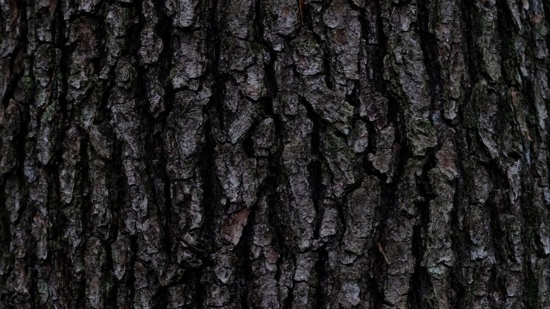 Фактура коры дерева
