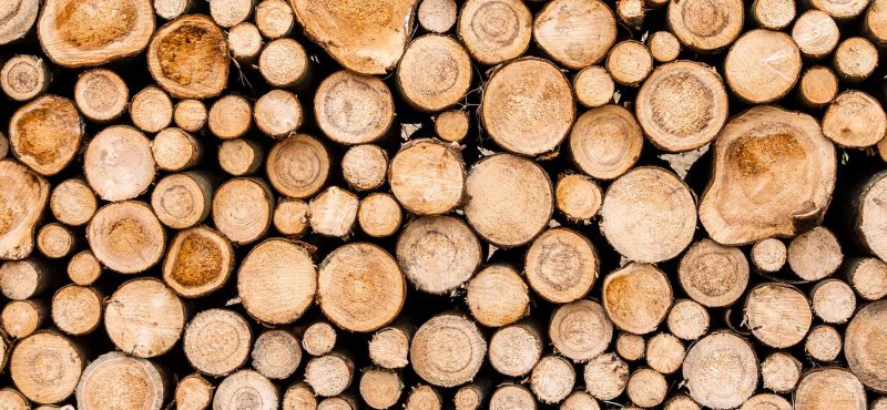 Торец бревна текстура