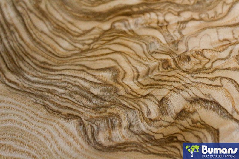 Шпон Капа корень