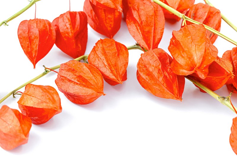 Физалис цветок