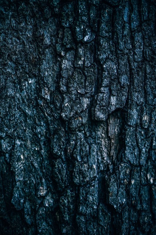 Фактура дерева